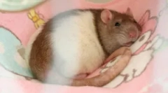 Бременост и породување кај стаорци